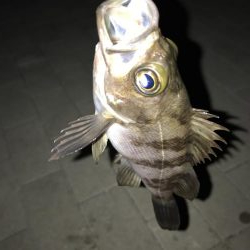 シーサイドコスモ　メバリング