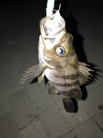 シーサイドコスモ　メバリング