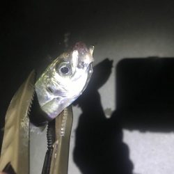 ナイトアジング