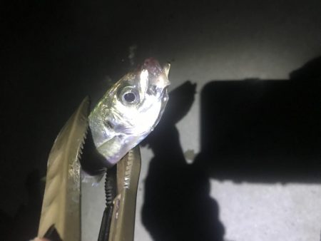 ナイトアジング