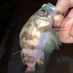 メバルプラッキング22