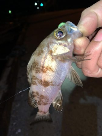 メバルプラッキング22