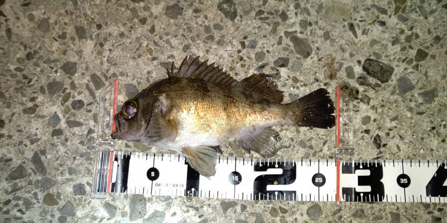 ナイスサイズなメバルとチヌ