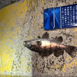 メバルプラッキング25