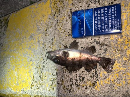 メバルプラッキング25