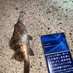 メバルプラッキング⑦