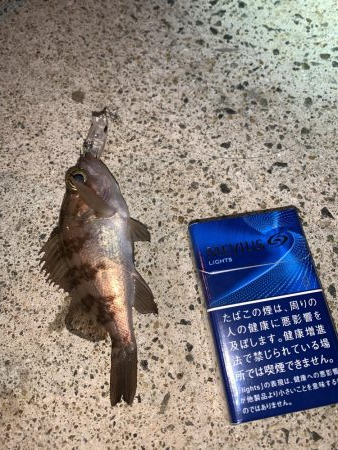 メバルプラッキング⑦