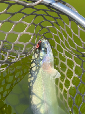 釣れない服部緑地