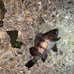 メバルプラッキング26