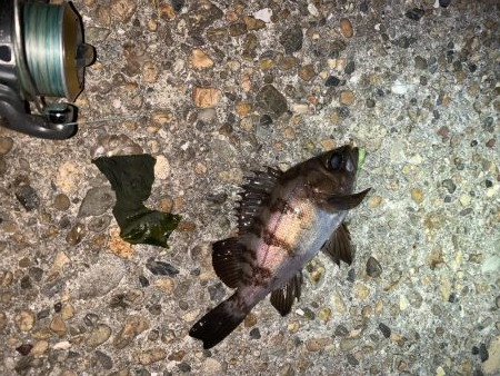 メバルプラッキング26