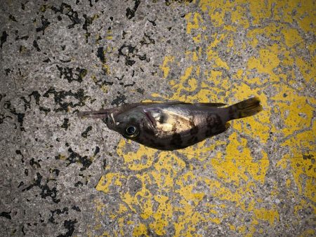 メバルプラッキング15