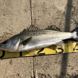 フカセ釣り釣果