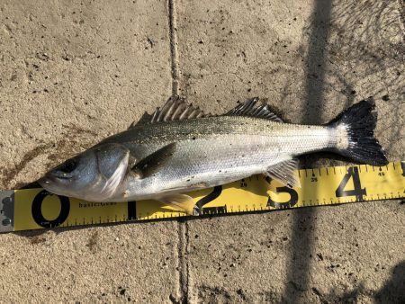 フカセ釣り釣果