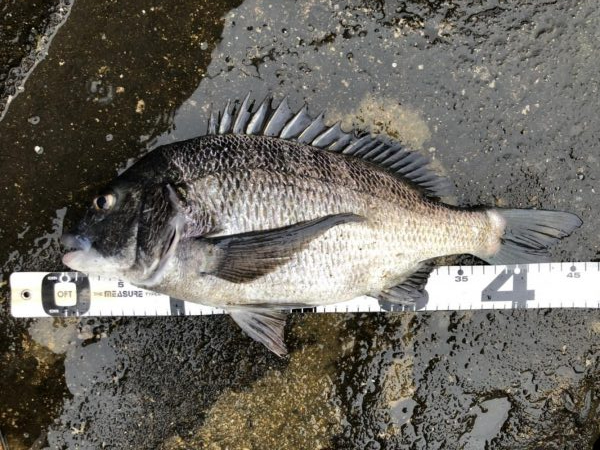 イチノ兄弟、釣果！