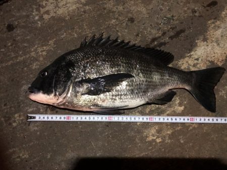 新月の魚はデカい