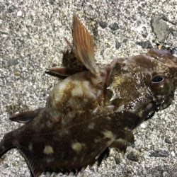 メバリングむじー