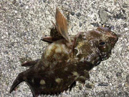 メバリングむじー