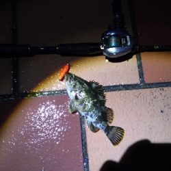 ベイトロックで良型タケノコメバル！