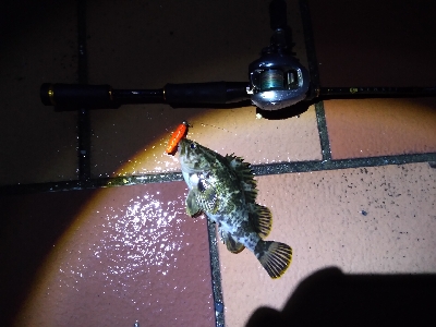 ベイトロックで良型タケノコメバル！