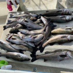 たかみ丸　鯛サビキ