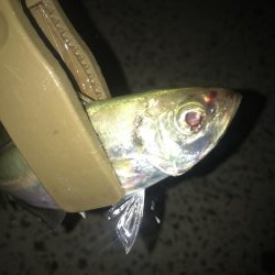 夕マズメのアジング