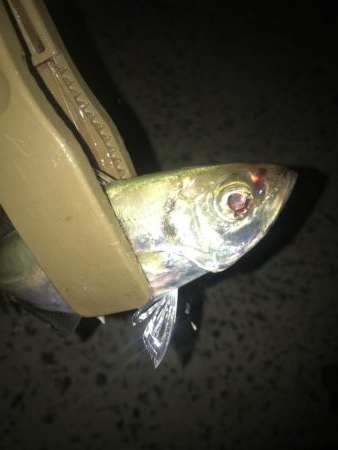 夕マズメのアジング