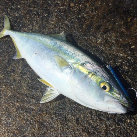 春のショアジギング開幕？