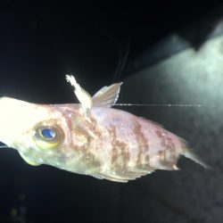 メバルプラッキング13