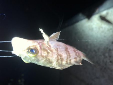 メバルプラッキング13