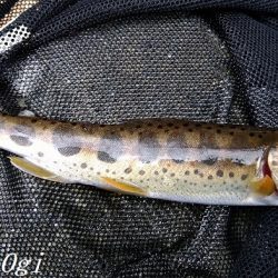 解禁直後はよく釣れる！