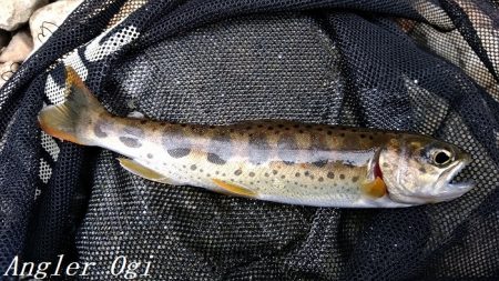 解禁直後はよく釣れる！