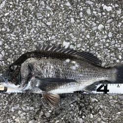 イチノ兄弟、釣果！