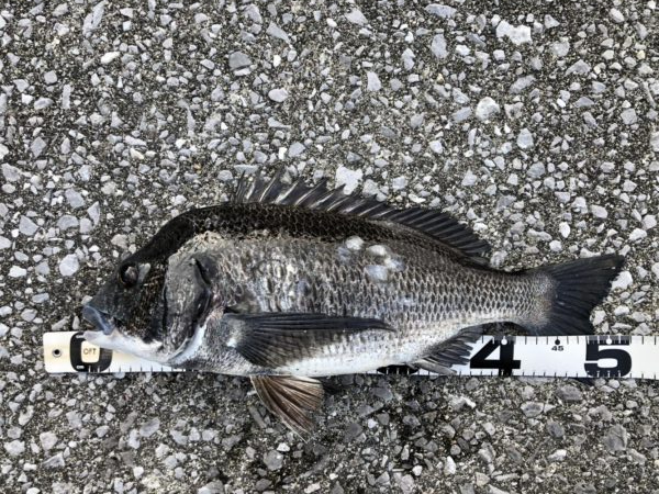 イチノ兄弟、釣果！