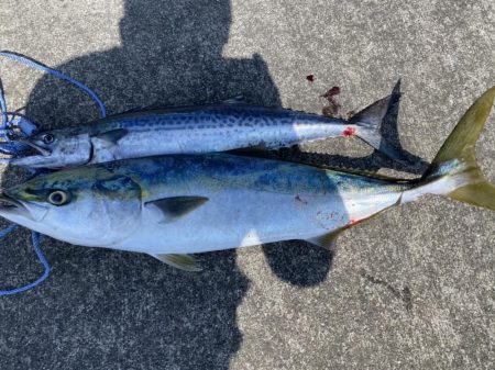 濁りなくなったら青物まだいた