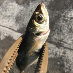 朝マズメにアジング