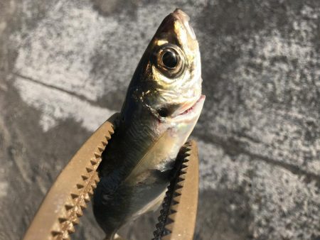 朝マズメにアジング