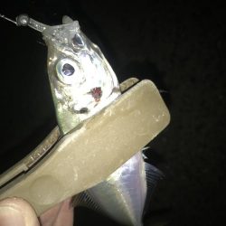 夕マズメにアジング