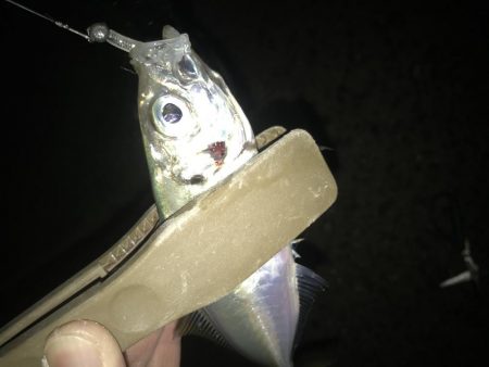 夕マズメにアジング