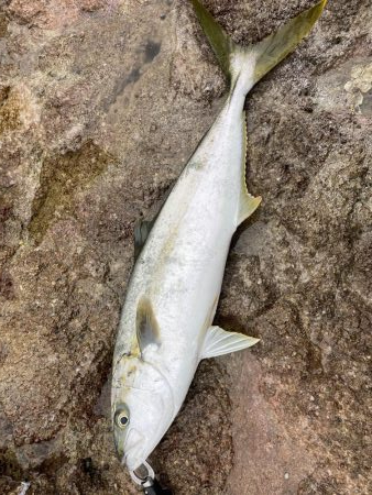 春政狙いで沖磯へ