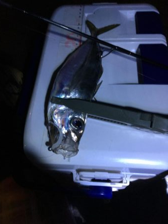 ジグ単De-アジング