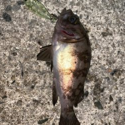 メバルプラッキング11