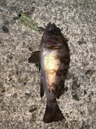 メバルプラッキング11