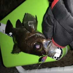 ライズ発生!でも・・・