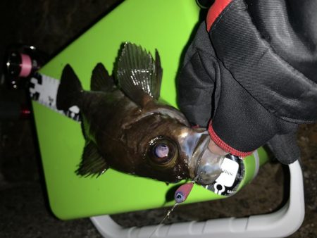 ライズ発生！でも・・・