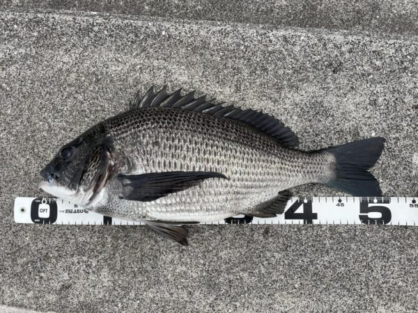 イチノ兄弟、釣果！