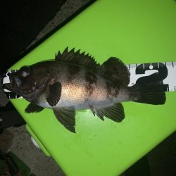 久しぶりの連続釣行