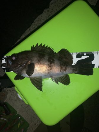 久しぶりの連続釣行