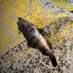 メバルプラッキング28