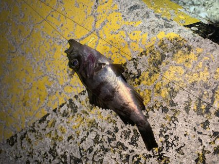 メバルプラッキング28