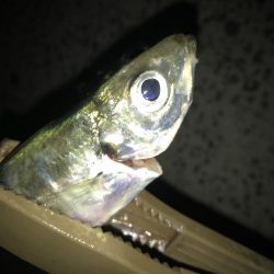 夕マズメのアジング好調